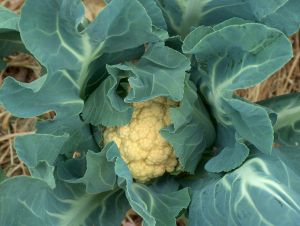 Cauliflower plant